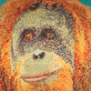 Orangutan-thumbnail